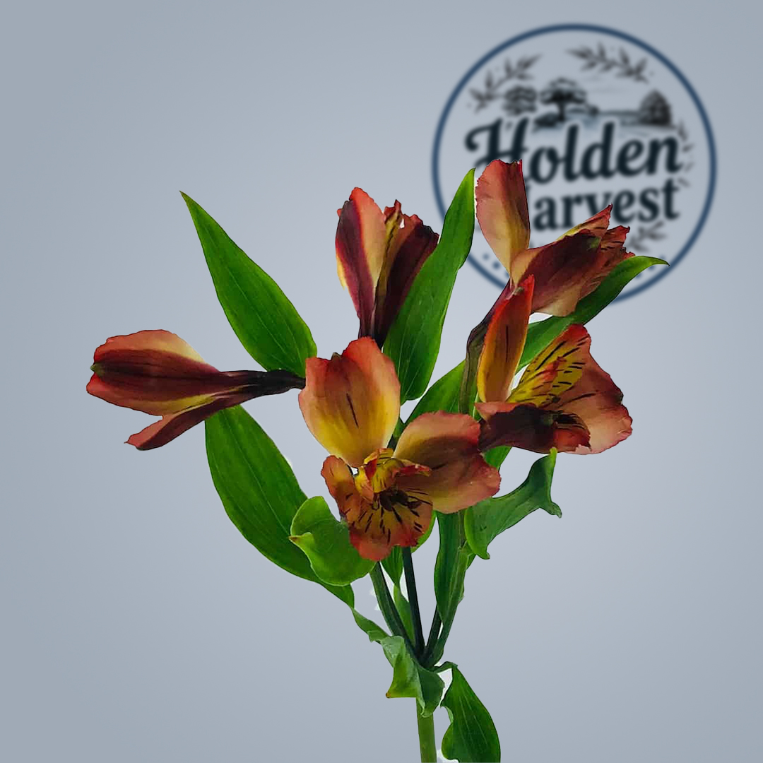 alstroemeria brown
